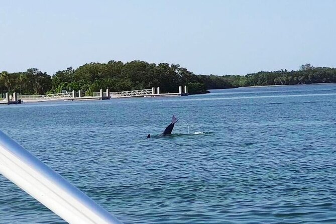 Private 2-Hour Dolphin Watching Cruise in St. Petersburg, FL - The Bridge as More Than a Backdrop