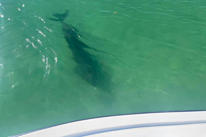 Private 2-Hour Dolphin Watching Cruise in St. Petersburg, FL - Why Private Matters Here