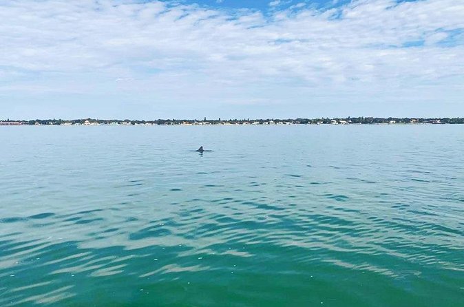 Private 2-Hour Dolphin Watching Cruise in St. Petersburg, FL - Weather, Cancellations, and Practical Planning