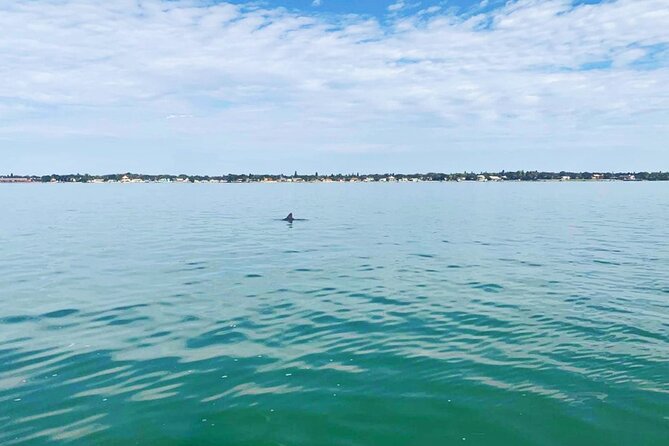 Private 2-Hour Dolphin Watching Cruise in St. Petersburg, FL - Who Will Enjoy This Cruise Most
