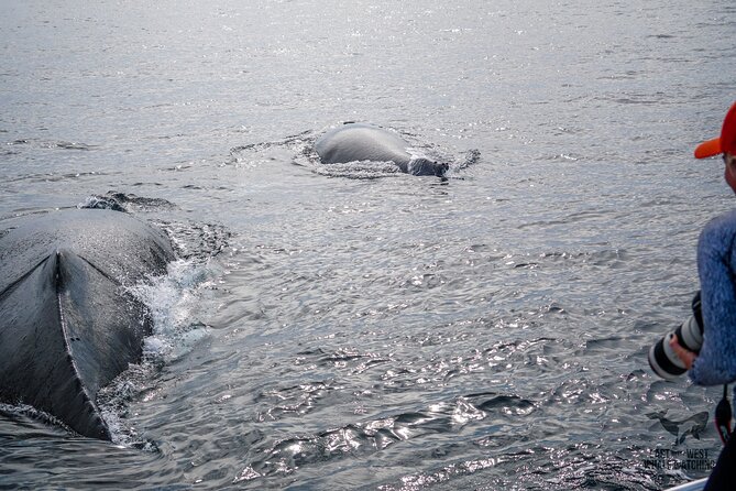 Private 2hr Supreme Whale/Dolphin Watching Tour, Newport Beach CA - A small boat gives you more time with the water