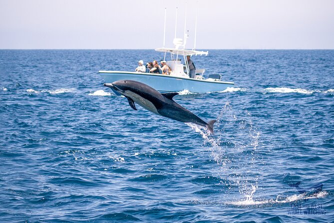 Private 2hr Supreme Whale/Dolphin Watching Tour, Newport Beach CA - Searching Newport Beach for dolphins and whales