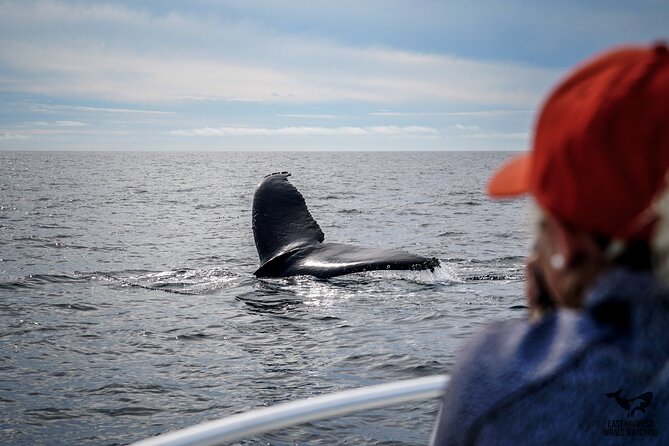 Private 2hr Supreme Whale/Dolphin Watching Tour, Newport Beach CA - Why the private format changes the experience