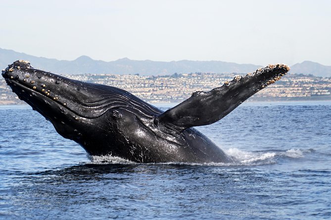 Private 2hr Supreme Whale/Dolphin Watching Tour, Newport Beach CA - A practical outing for families and small groups