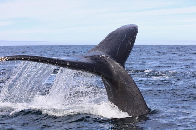 Private 2hr Supreme Whale/Dolphin Watching Tour, Newport Beach CA - Weather, cancellations, and the booking decision