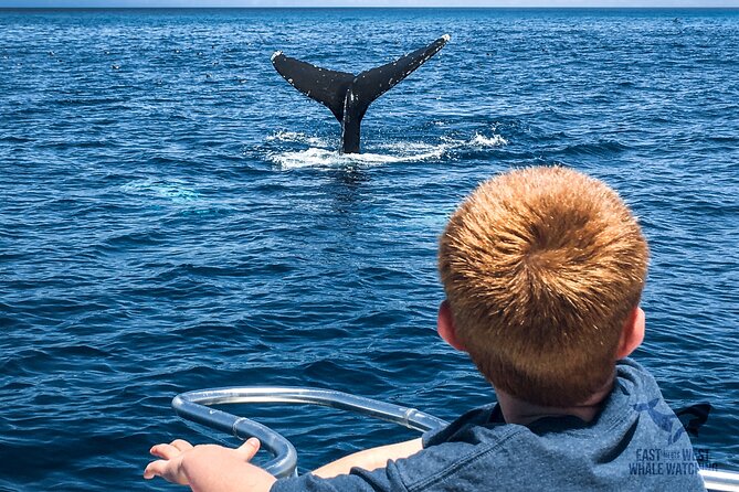Private 2hr Supreme Whale/Dolphin Watching Tour, Newport Beach CA - Who should book this Newport Beach tour?