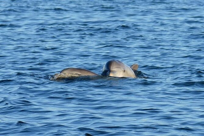 Private 3 Hour Powerboat Dolphin Cruise with Remote Beach Stop up to 6 guests - Naval aviation and the Pensacola waterfront