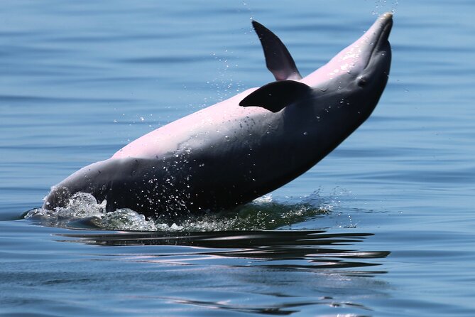 Private 3 Hour Powerboat Dolphin Cruise with Remote Beach Stop up to 6 guests - What $525 means for a group of six