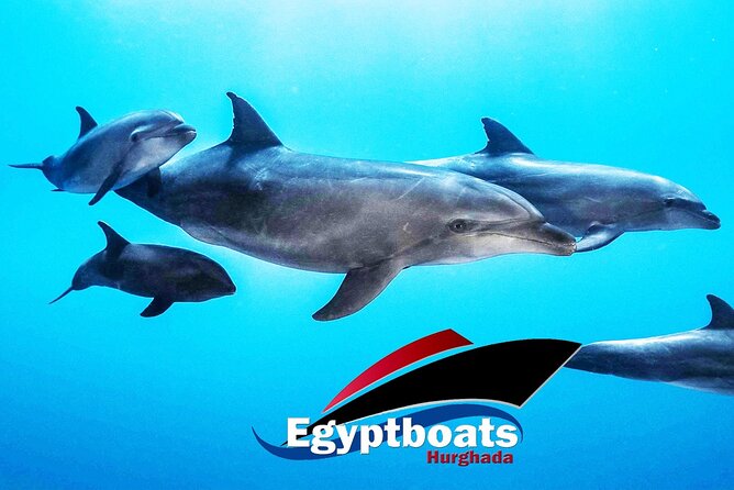 PRIVATE! | 4-hour Speed Boat Trip | Swim With Dolphins, Snorkeling & Island - A fast private start from Hurghada Marina