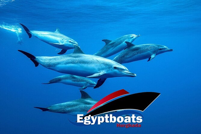 PRIVATE! | 4-hour Speed Boat Trip | Swim With Dolphins, Snorkeling & Island - Carless Reef and Omo Gamaar: two reef stops