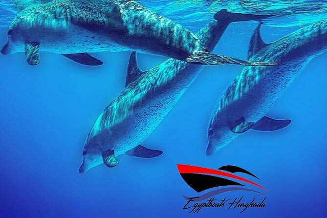 PRIVATE! | 4-hour Speed Boat Trip | Swim With Dolphins, Snorkeling & Island - Finding dolphins in open Red Sea water