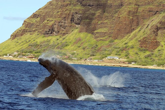 Private and Luxurious Sunset Cruise with Whale & Dolphin Watch - Sunset, dinner, and drinks on the Pacific