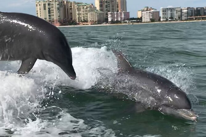 Private Best of Marco Island Dolphin Tour - What to pack for the boat