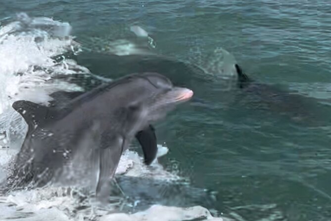 Private Best of Marco Island Dolphin Tour - Weather and the need to confirm your reservation