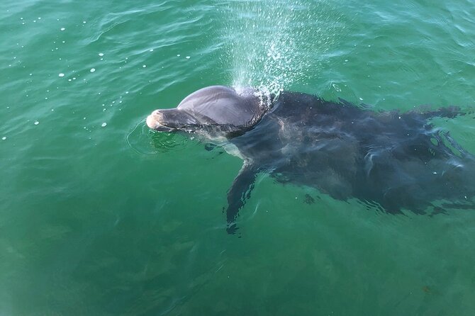 Private Boat and Dolphin Watching in Florida - A Private Way to See Pensacola From the Water