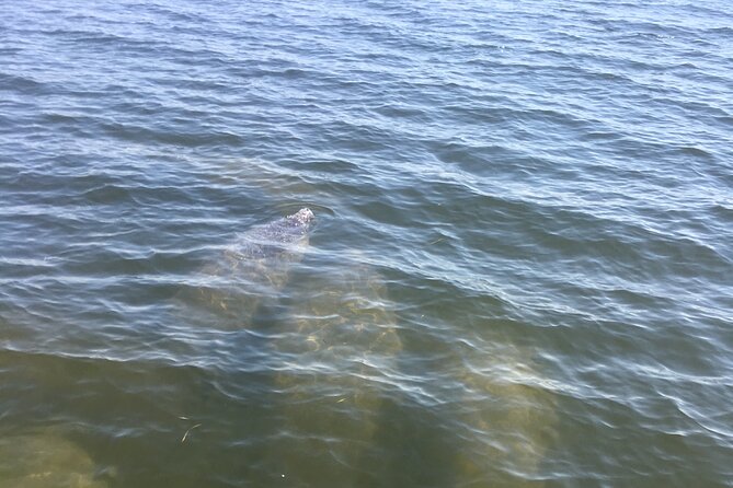 Private Boat and Dolphin Watching in Florida - Finding Dolphins and Other Wildlife