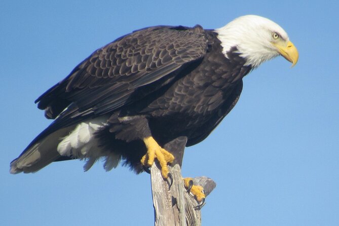 Private Boat and Dolphin Watching in Florida - Blue Angels From the Best Available Angle