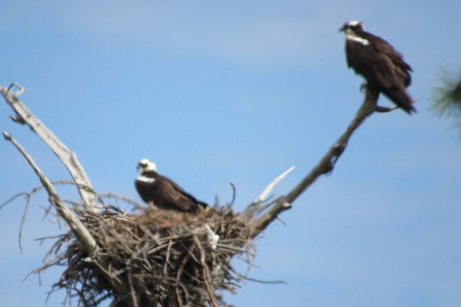 Private Boat and Dolphin Watching in Florida - Beach Stops, Swimming, and Snorkeling