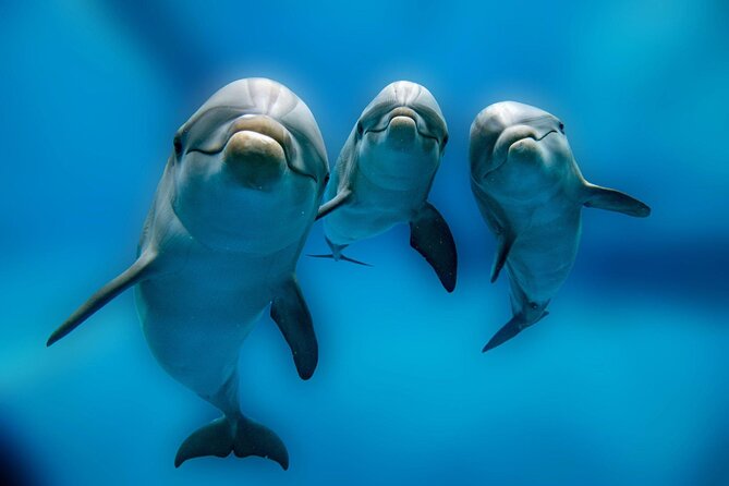Private Boat Full Day Swimming With Dolphins Trip - Hurghada - Leaving Hurghada for an open-water day