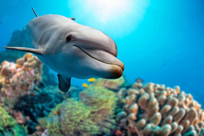 Private Boat Full Day Swimming With Dolphins Trip - Hurghada - Snorkeling at El Fanadir near El Gouna