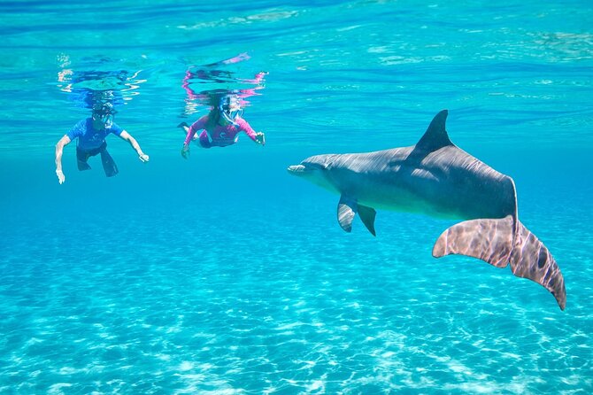 Private Boat to Dolphin House Full day Snorkeling Sea Trip Max 10 Pax - Hurghada - What $100 buys you