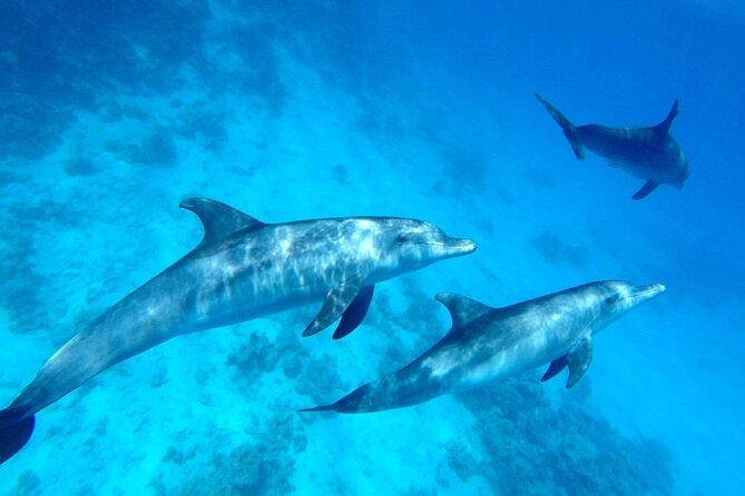 Private Boat To Dolphin House & Snorkeling with Lunch - Hurghada - Banana and Quadra rides add a livelier break