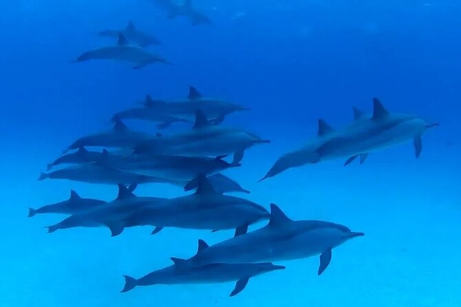 Private Boat To Dolphin House & Snorkeling with Lunch - Hurghada - Why the $145 price may make sense