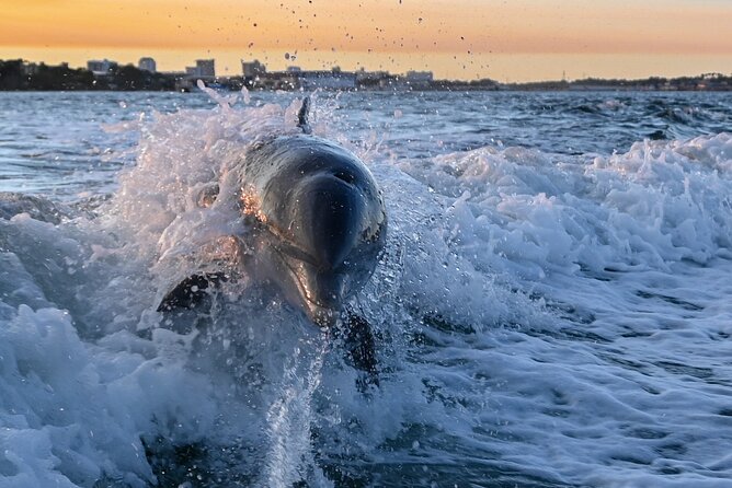 Private Boat Tour Dolphins Sunsets Shell Island and Snorkeling - A Private Boat That Lets You Set the Pace