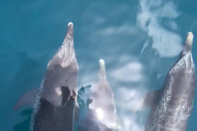 Private Boat Tour Dolphins Sunsets Shell Island and Snorkeling - Captains Who Shape the Experience