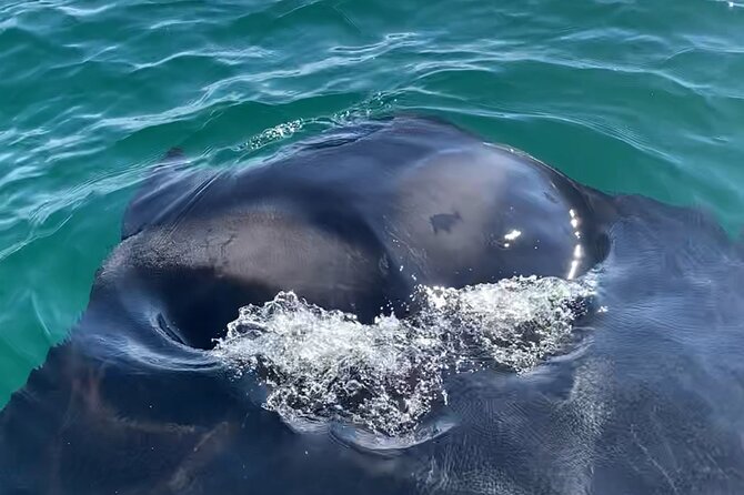 Private Boat Tour Dolphins Sunsets Shell Island and Snorkeling - Is $350 a Good Value for Your Group?
