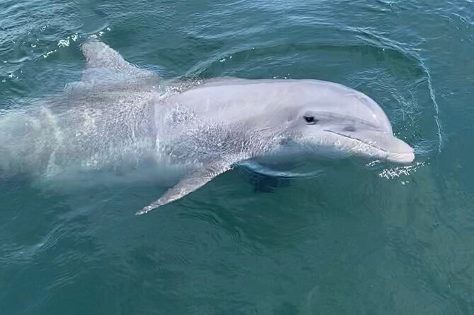 Private Boat Tour Dolphins Sunsets Shell Island and Snorkeling - Who Will Enjoy This Most