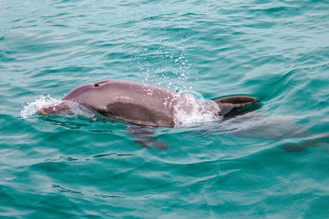 Private Boat Tour with Dolphin Spotting and Snorkelling from Phuket - Coral Island: three hours for water and sand