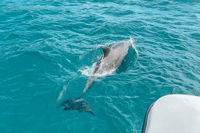 Private Boat Tour with Dolphin Spotting and Snorkelling from Phuket - Mai Ton: the best chance for dolphins