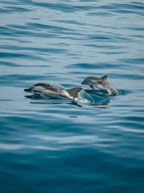 Private boat trips in Porec: dolphin watching, panoramic views - Key points for choosing this Poreč boat trip