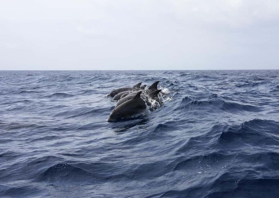 Private boat trips in Porec: dolphin watching, panoramic views - Who will get the most from this outing