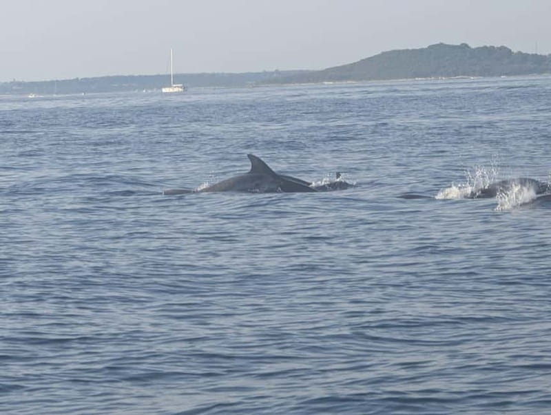 Private boat trips in Porec: dolphin watching, panoramic views - Searching for dolphins at sunrise or sunset