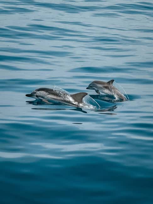 Private boat trips in Porec: dolphin watching, panoramic views - Drinks, seating, and group comfort