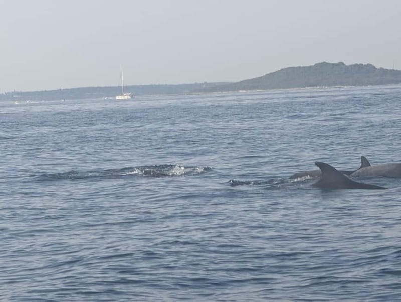Private boat trips in Porec: dolphin watching, panoramic views - Picking the best departure time