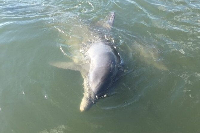 Private Charleston Dolphin and Eco Boat Tour - Key points at a glance