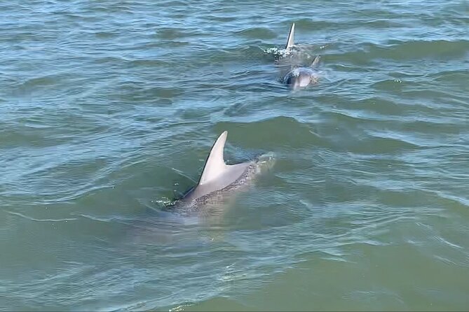 Private Charleston Dolphin and Eco Boat Tour - The chance to see strand feeding