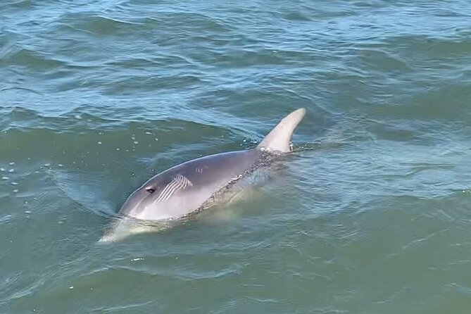 Private Charleston Dolphin and Eco Boat Tour - Looking beyond the dolphins