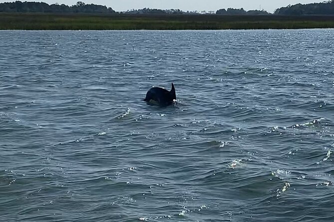 Private Charleston Dolphin and Eco Boat Tour - What the captains add to the ride