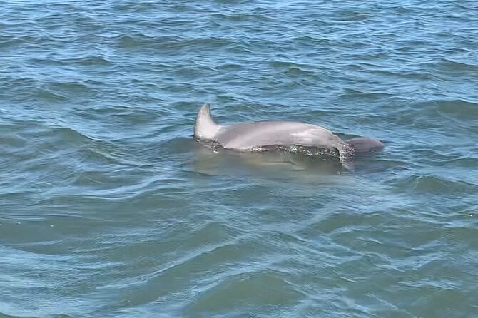 Private Charleston Dolphin and Eco Boat Tour - Is two hours enough?