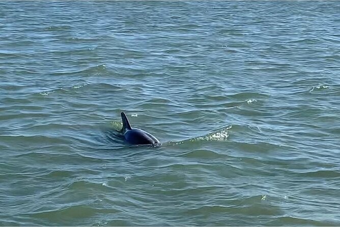 Private Charleston Dolphin and Eco Boat Tour - Price and value for a private group