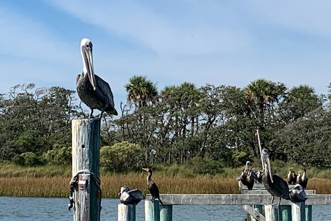 Private Charleston Dolphin and Eco Boat Tour - Watching bottlenose dolphins behave naturally