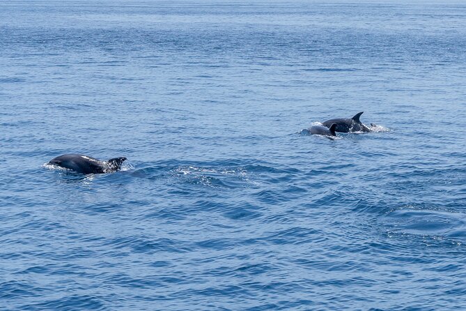 Private Coastline and Dolphins Yacht Cruise from Albufeira - Swimming and snorkeling from the sea-level platform