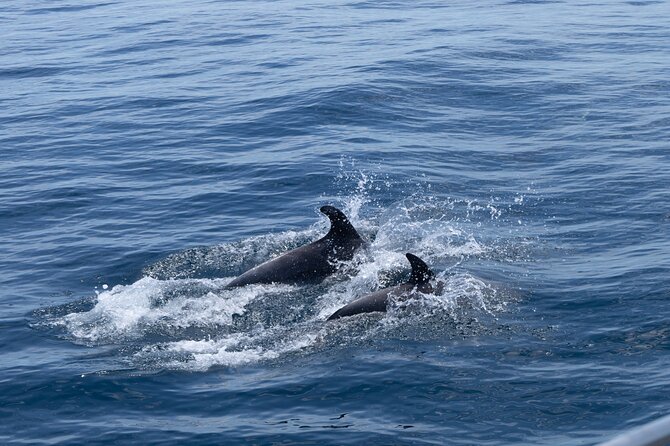 Private Coastline and Dolphins Yacht Cruise from Albufeira - Snacks, wine, and the value of a private booking