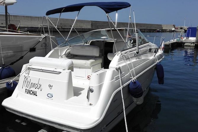 Private Dolphin and Whale Watching Tour in Madeira - Searching for dolphins and whales around Madeira