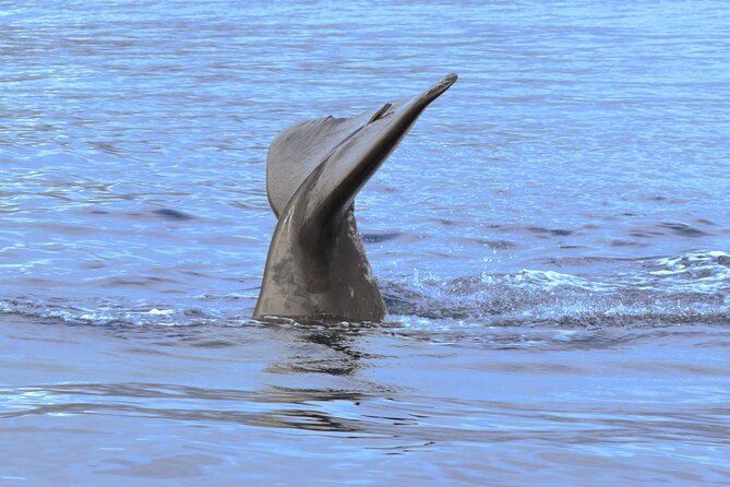 Private Dolphin and Whale Watching Tour in Madeira - Snorkeling, swimming, and the practical comforts
