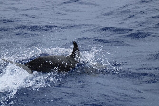 Private Dolphin and Whale Watching Tour in Madeira - What the private format is really worth
